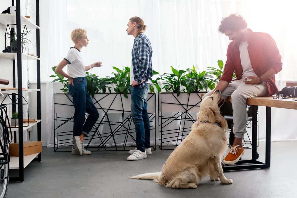 Bijzonder dagen in juni 2021 | Take your dog to work day | inhakers interne communicatie